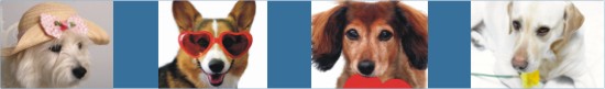 humane society naples, dog training, shelter dog training